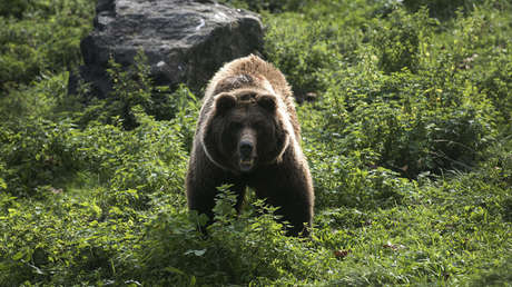 España negocia con Francia para defenderse de las incursiones de una osa parda