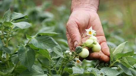 ¿Cómo Venezuela ha ahorrado más de 400 millones de dólares con la semilla de papa?