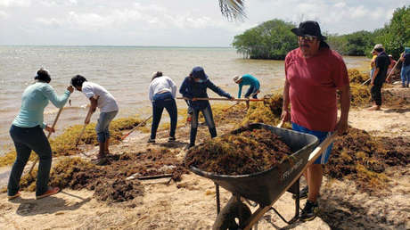 López Obrador minimiza la crisis del sargazo en México mientras los científicos y hoteleros temen sus consecuencias