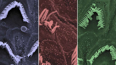 Logran curar la sordera congénita en ratones gracias a una innovadora técnica de edición genética 