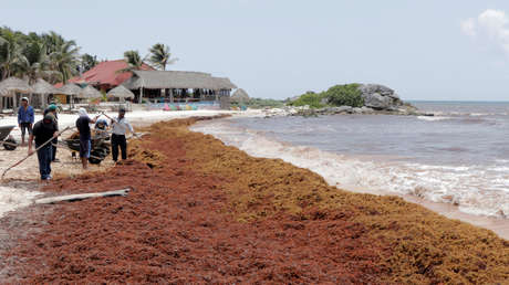 ¿La "nueva normalidad"? Identifican el mayor cinturón de sargazo del mundo en el Atlántico 