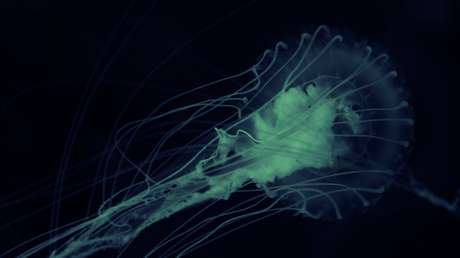 EE.UU.: Una ameba 'comecerebros' causa la muerte de un hombre que nadaba en un lago