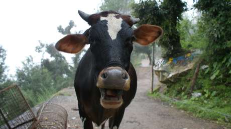 VIDEO: Una vaca cae desde una furgoneta en marcha por una carretera de Siberia