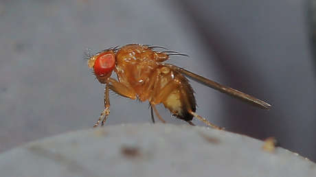 Patas sobre la cabeza: revelan un misterio sobre cómo se 'abrocha' el ADN