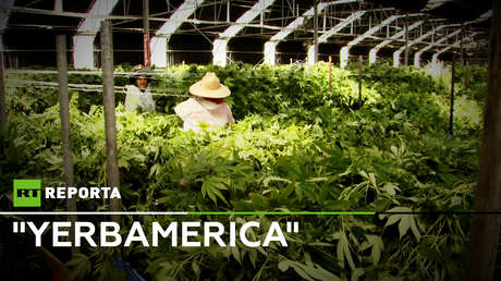 "Yerbamerica", el gran negocio de la marihuana legal en EE.UU.