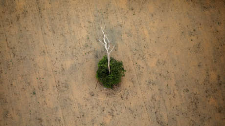 Alertan de que la Amazonía está en un "punto de inflexión" y puede convertirse en una sabana