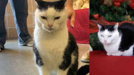 Se busca hogar para Perdita, "la peor gata del mundo": no tiene corazón, pero sí hábitos diabólicos