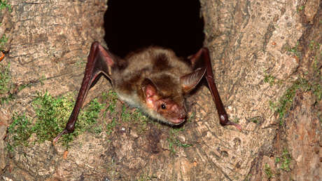 "No podemos decir que los murciélagos sean los culpables": Investigador mexicano cuestiona el origen del coronavirus (VIDEO)