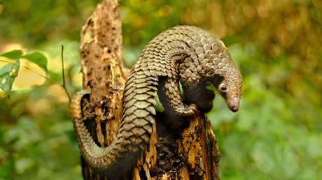 El pangolín es un posible huésped intermediario del coronavirus