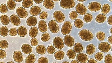 Curan la diabetes en ratones con células madre humanas