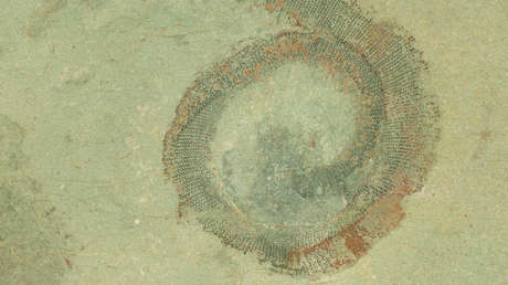 Dos aficionados resuelven un enigma de 50 años y descubren un nuevo género de gusano