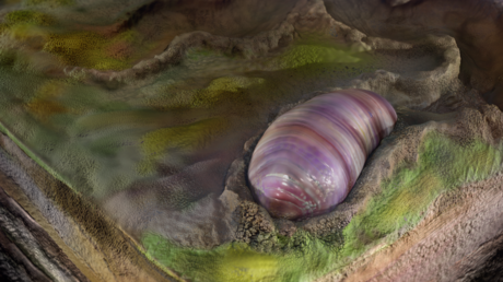 Hallan en Australia restos del que pudo ser el primer antepasado de muchos animales modernos