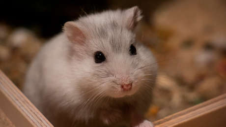 Un exitoso experimento con hámsteres promete un efectivo tratamiento contra el coronavirus