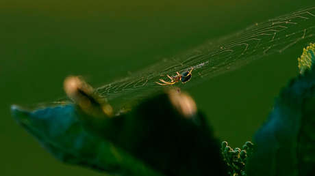 Hallan en Australia 7 vistosas arañas (y una parece 'coloreada' por Van Gogh)