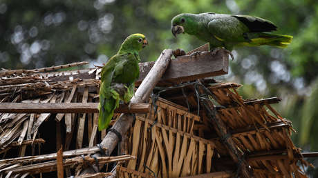 Descubren cómo evolucionó el cerebro de las aves tras la extinción de los dinosaurios