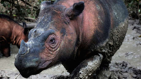 La sexta extinción masiva ya está en marcha