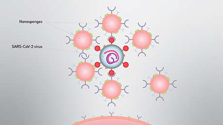 Crean nanoestructuras que podrían interceptar el covid-19 dentro del cuerpo y prevenir la tormenta de citocinas