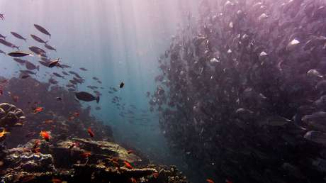 La contaminación humana por mercurio llega al lugar más profundo de los océanos del planeta