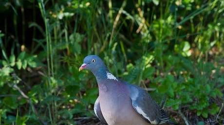 Encuentran los restos de una paloma gigante extinta que devoraba frutas