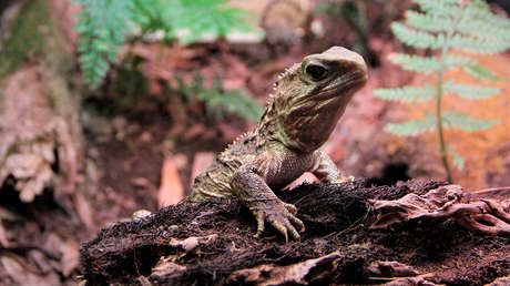 El genoma del tuátara revela que este "raro" reptil de Nueva Zelanda comparte ADN con los mamíferos