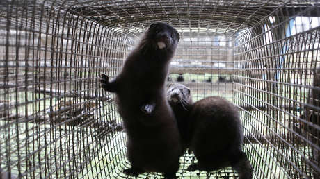 Un estudio podría ser el primero en demostrar que el coronavirus puede transmitirse de animales a humanos y viceversa