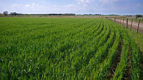 Argentina se convierte en primer país del mundo en aprobar trigo transgénico en medio de la alarma de los ambientalistas