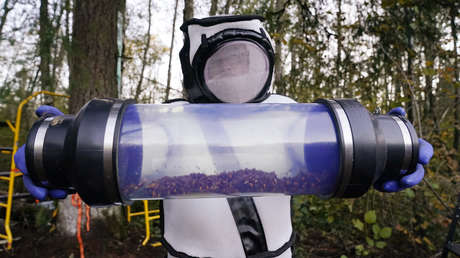 Técnicos fuertemente protegidos aspiran a los avispones asiáticos 'asesinos' y destruyen su primer nido hallado en EE.UU. (VIDEO, FOTOS)