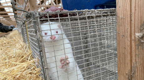 La OMS informa de casos de coronavirus mutado de visones en seis países ya, España, EE.UU. e Italia entre ellos