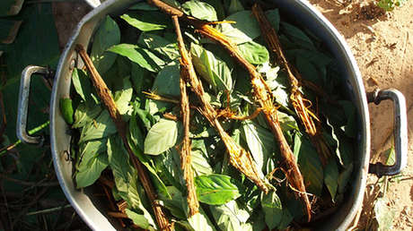 Una infusión indígena fomenta el crecimiento de nuevas neuronas