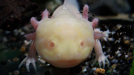 El ajolote ya tiene su museo en México