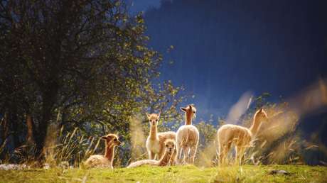 Encuentran unos nanocuerpos de las llamas que son extremadamente efectivos contra el coronavirus