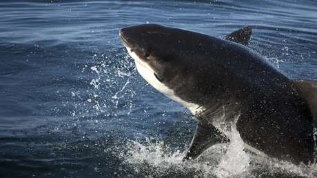 tiburón blanco en la bahía Falsa