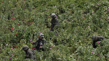 Comisión Política de Drogas de EE.UU. tilda de "fracaso" el 'Plan Colombia', creado para combatir el narcotráfico