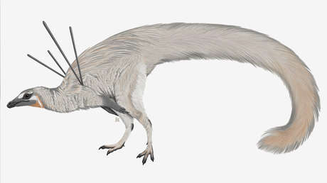 Descubren un dinosaurio 'elegante' que lucía un vistoso pelaje y largas espinas en los hombros
