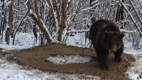 En libertad, pero con la mente aún atrapada: recuerden a esta osa cuando vayan al zoo (VIDEO)