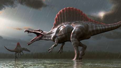 Spinosaurus. Imagen ilustrativa