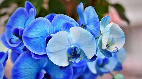 Resuelven el 'abominable' misterio que Darwin vio en la evolución de las plantas con flores