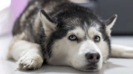 VIDEO: El dueño de una joyería simula un asalto para poner a prueba a su perro guardián (pero su reacción no es la que esperaba)