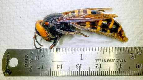Avispones asiáticos 'asesinos' podrían reaparecer en EE.UU. esta primavera, alertan expertos