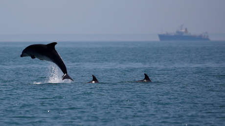 La actividad humana pone a los mamíferos oceánicos en una encrucijada: el 25 % de las especies está amenazada
