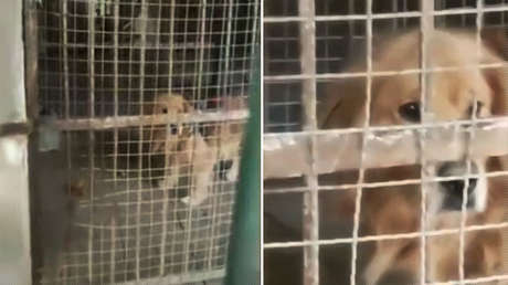 A un zoo chino le llueven críticas por hacer pasar un golden retriever por un león africano (FOTOS, VIDEO)