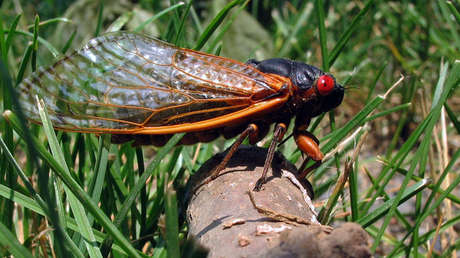 Miles de millones de cigarras alzarán el vuelo en Estados Unidos después de 17 años bajo tierra
