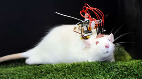 China presenta su primer chip inalámbrico de interfaz cerebro-computadora para animales que puede superar a dispositivos extranjeros similares