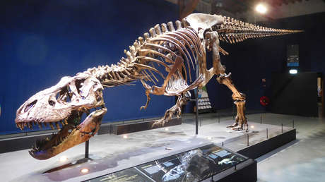 Un modelo biomecánico muestra que el 'Tyrannosaurus rex' era igual de 'lento' que un humano