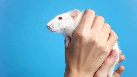 Una impresora 3D repara el hueso y la piel a una rata de laboratorio