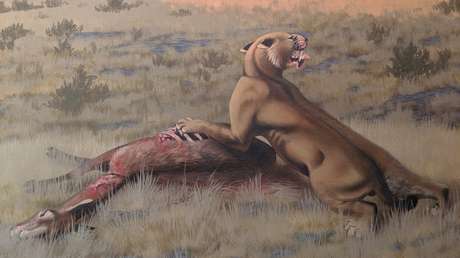 Hallan en Norteamérica uno de los felinos con dientes de sable más grandes de la historia de la Tierra
