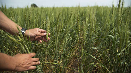¿Marcha atrás? La fábrica de alfajores argentinos Havanna aclara que por el momento ninguno de sus productos contiene trigo transgénico