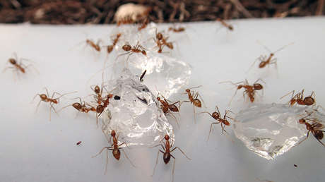 EE.UU. erradica por primera vez una especie invasora de insectos en un territorio en el Pacífico
