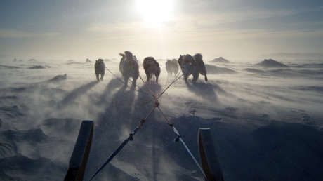 Descubren que los perros de trineo del siglo XVII eran caníbales