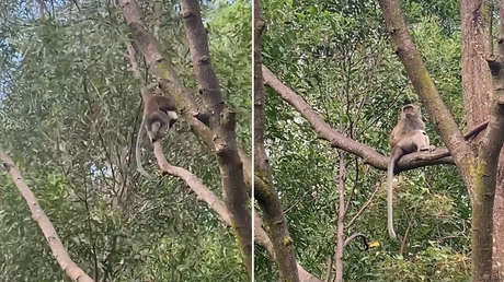 Un mono salvaje secuestra a un cachorro de dos semanas y lo retiene durante tres días (VIDEOS)